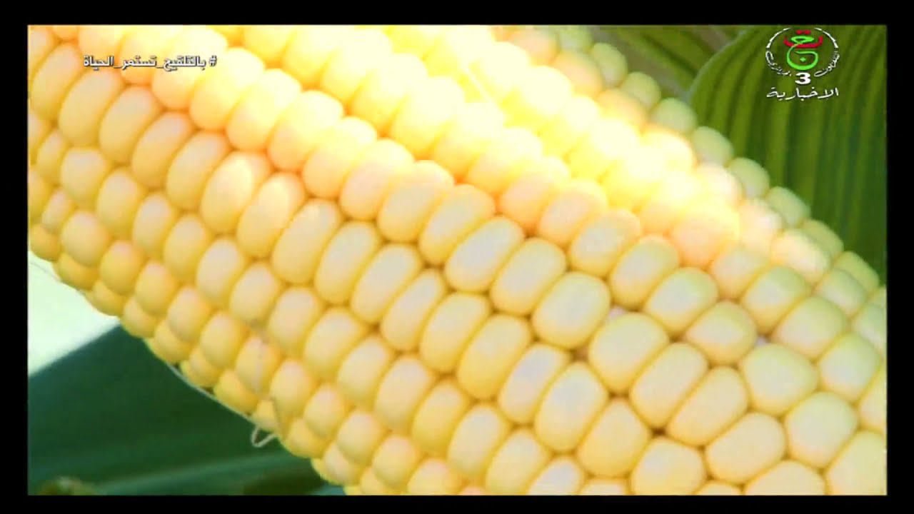ورقلة - فلاحة / زراعة الذرة بالجنوب .. مؤشرات قوية للنجاح