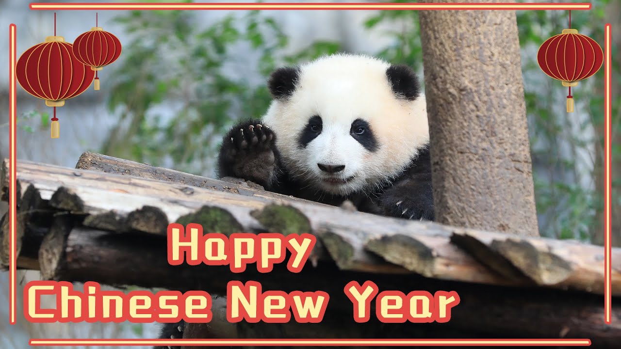 【If Pandas Can Talk】Episode 9 Happy Chinese New Year | iPanda