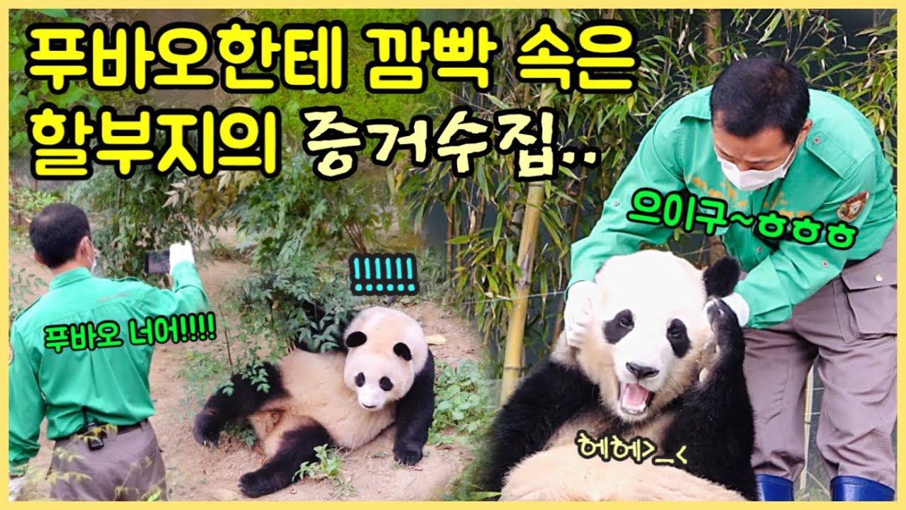 [ep.135] 일주일만에 나무를 뿌신 푸바오와 증거수집하는 할부지🤣/ 강할부지와 함께한 아름다운 투샷✨/ 응가로 하나되는 모녀💕/ 에버랜드 판다월드