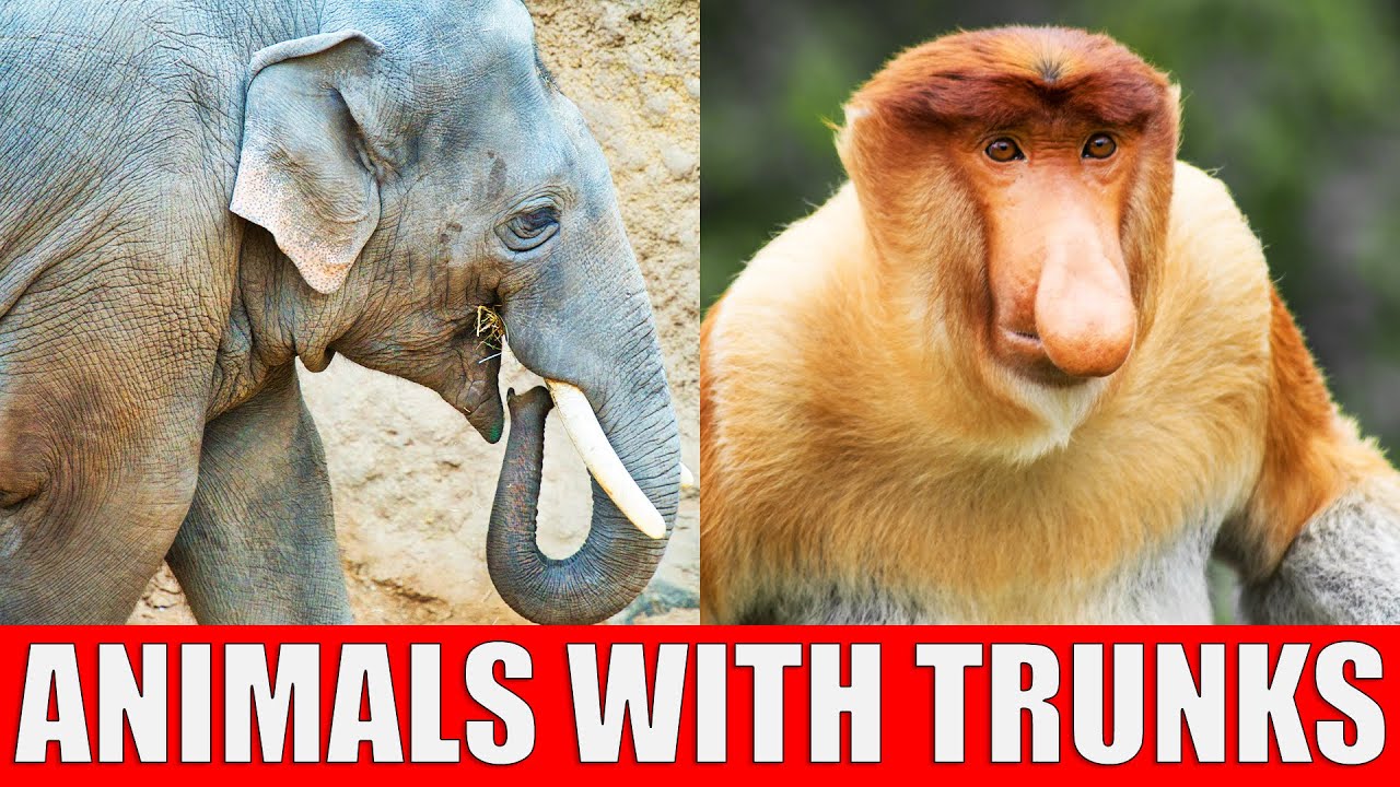 ANIMAL WITH TRUNKS for Kids | Learn Animals That Have Trunks in English