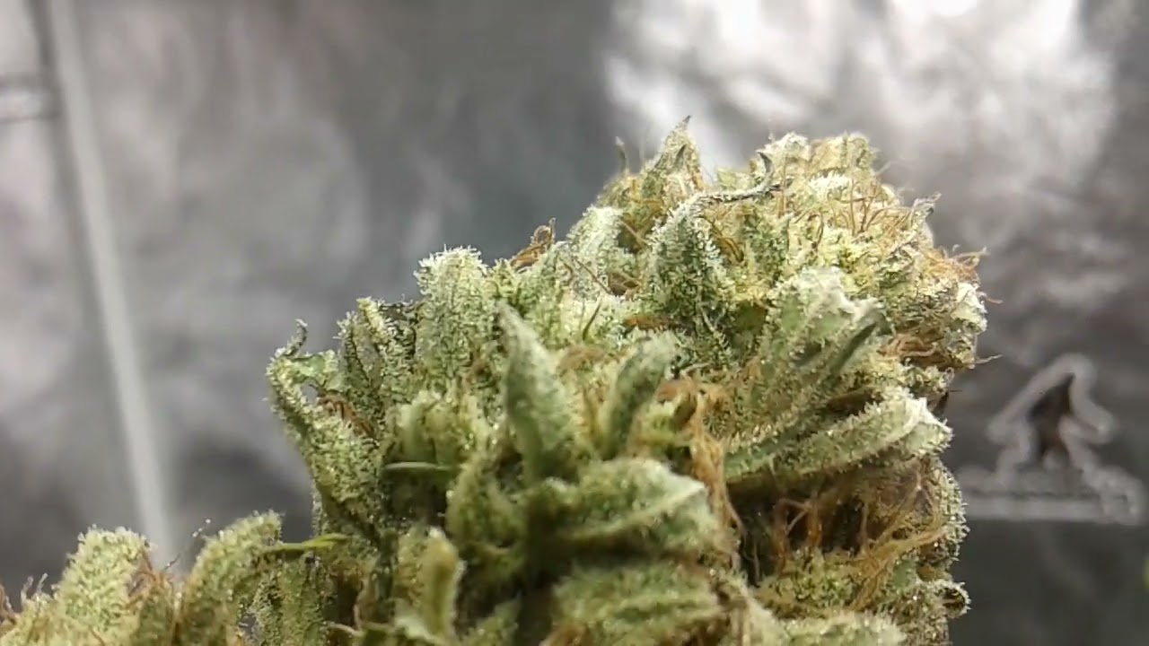 NEW Wild Cultivar Cannabis Plant Zone A My First Wild Massachusetts Landrace Cultivar Of 2022