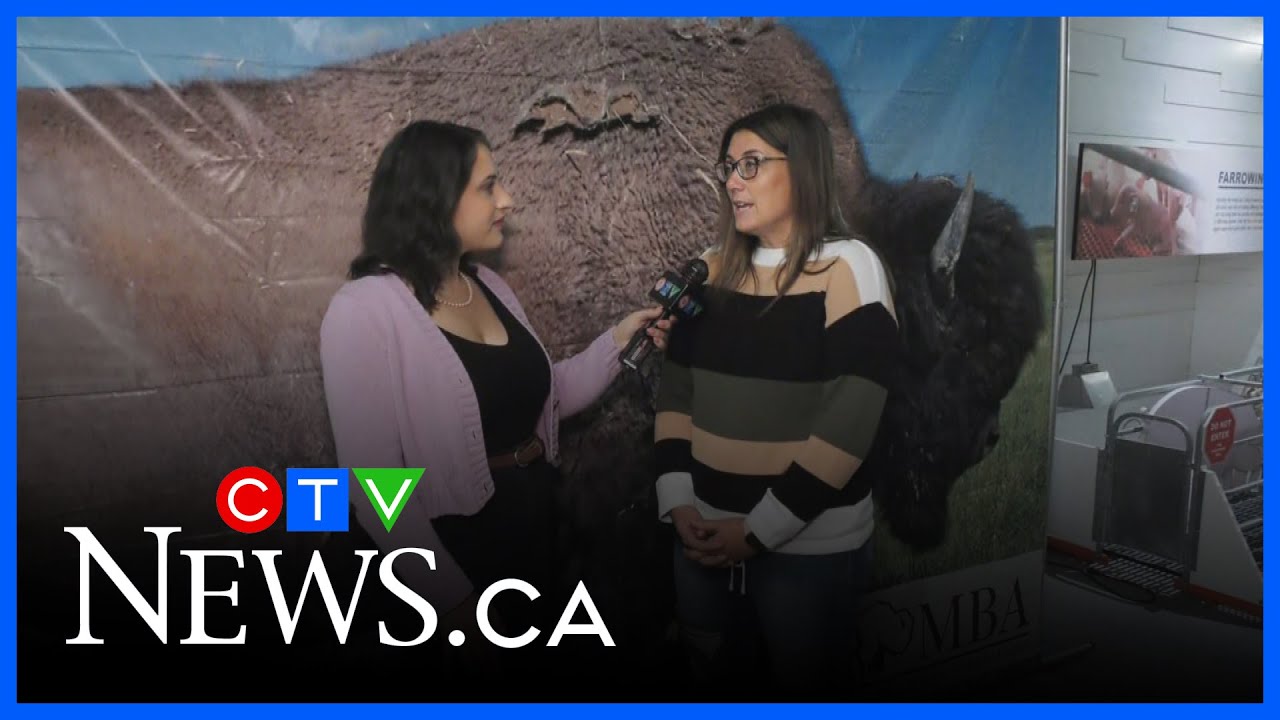 Bison strong in Manitoba