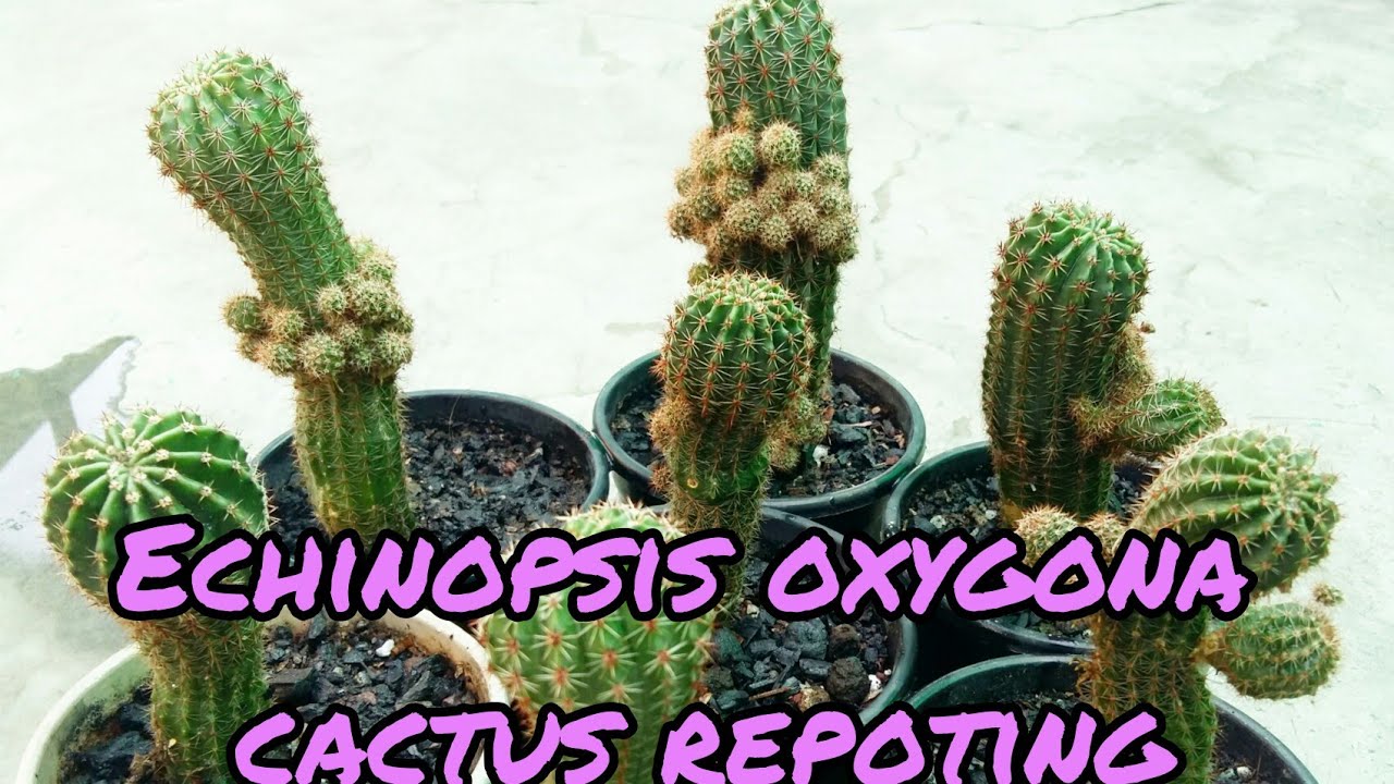 Echinopsis oxygona cactus repoting