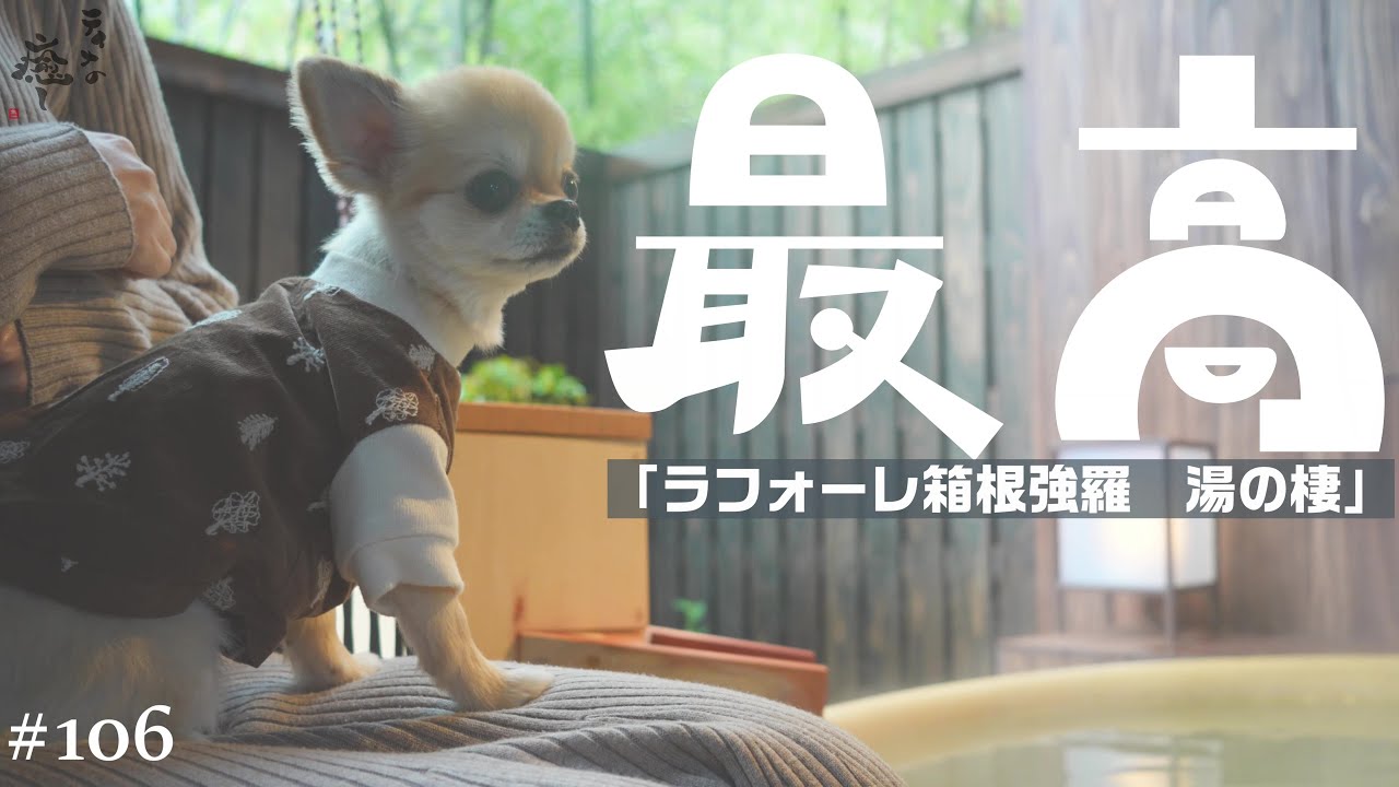 【犬旅行】「ラフォーレ箱根強羅 湯の棲 綾館」♪2024年1月にOPENした愛犬と泊まれるお宿が最高でしたッ【チワワ】