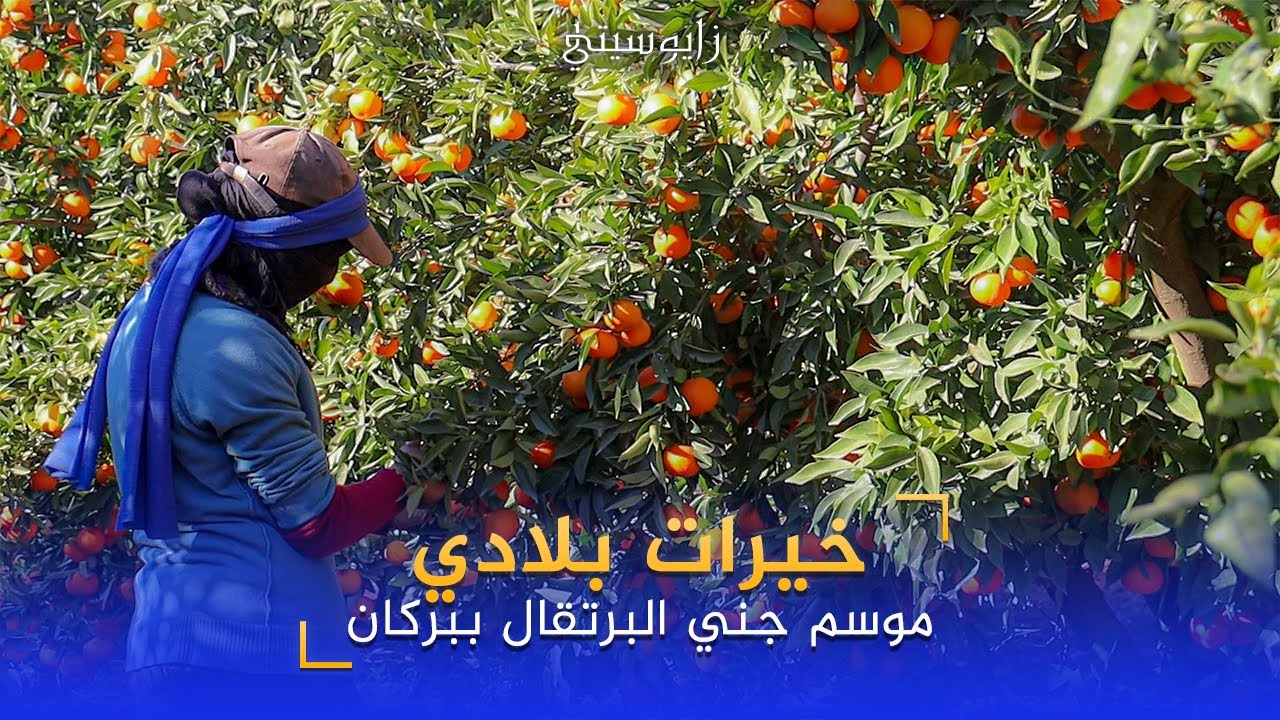 خيرات بلادي..شاهد موسم جني البرتقال ببركان