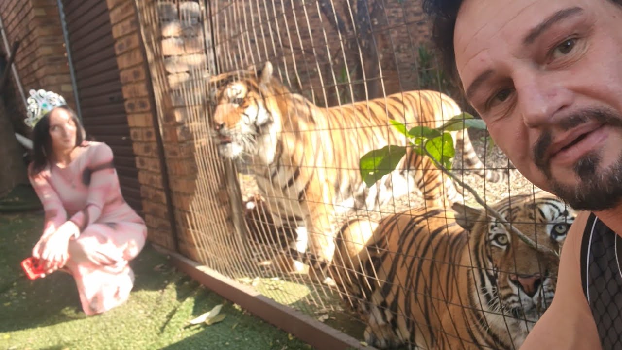 Scary side shown by Enzo the tiger