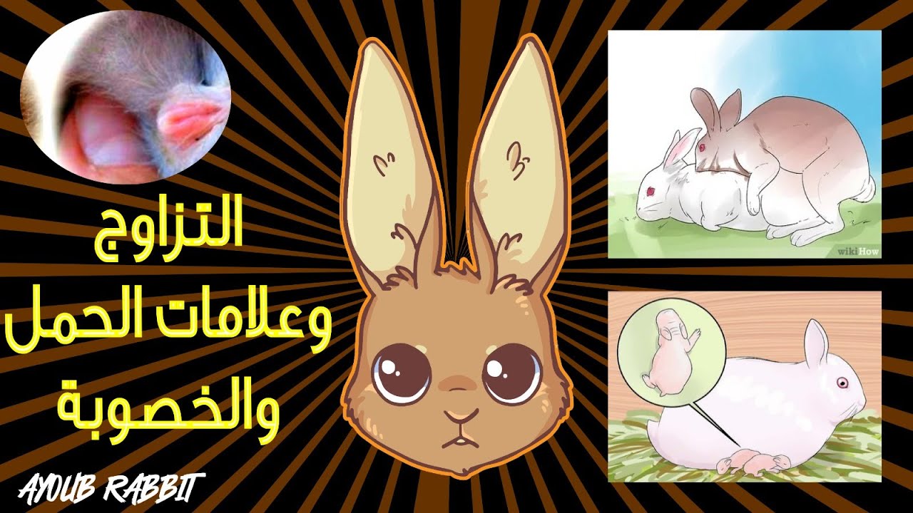 سلسلة محترف الأرانب/ الحلقة 4: الطريقة الصحيحة للتزاوج وعلامات تدل على حمل الأرنبة