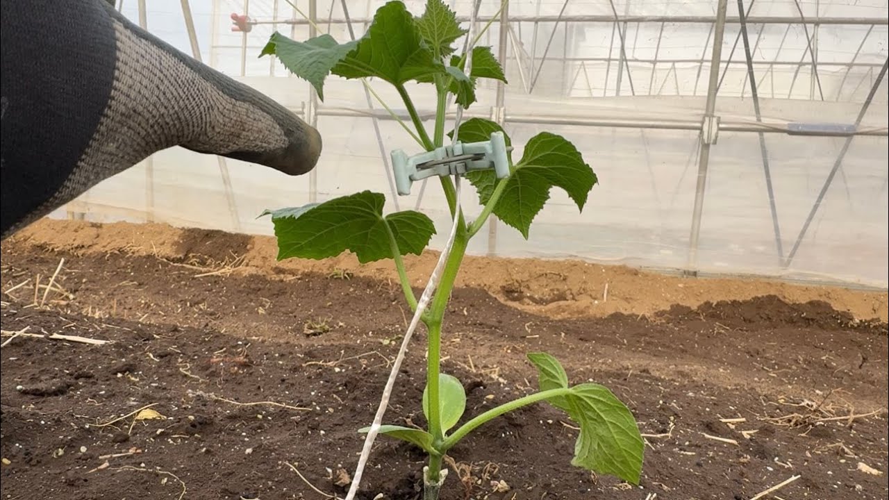 【キュウリ栽培】キュウリ苗を植える時にやると収穫量が増える育て方のコツ　24/4/20