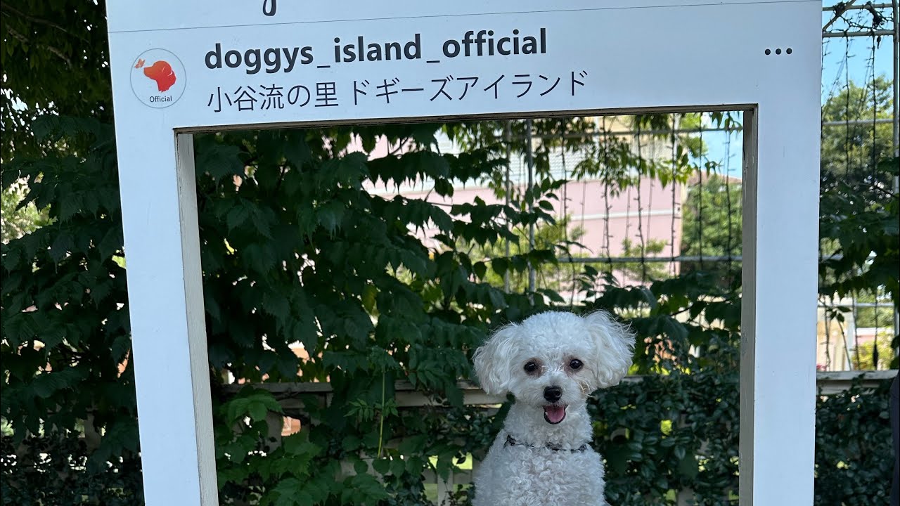 【ドギーズアイランド】初めて愛犬とお泊まり&ドッグランに行ってきた