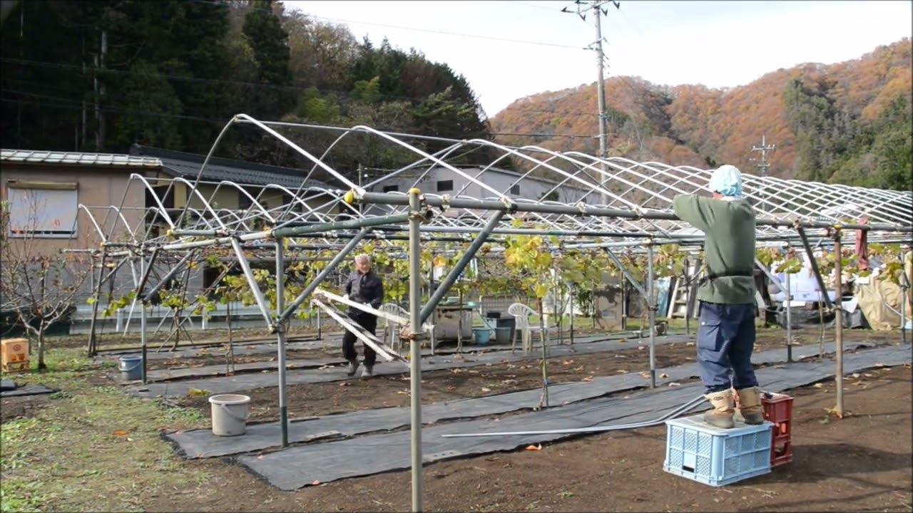 ぶどう棚の雨除けアーチ取付