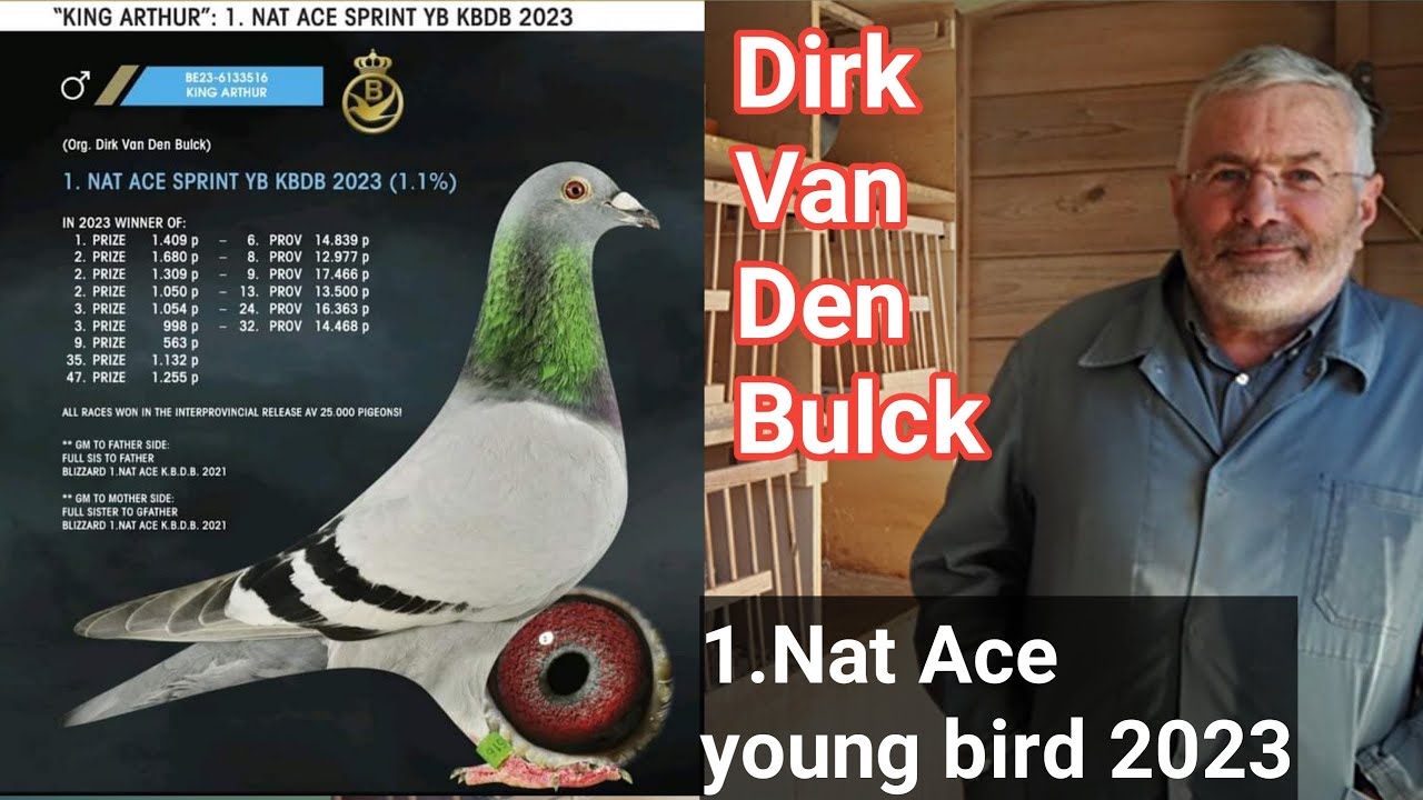 1 National Ace Young Bird 2023 | Dirk Van Den Bulck | Racing pigeons