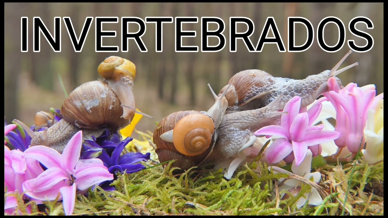 Animais vertebrados e invertebrados 