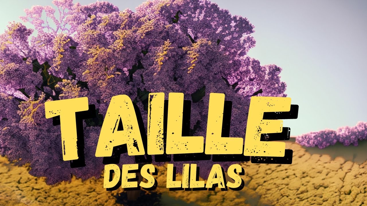comment je taille mon lilas facilement au jardin
