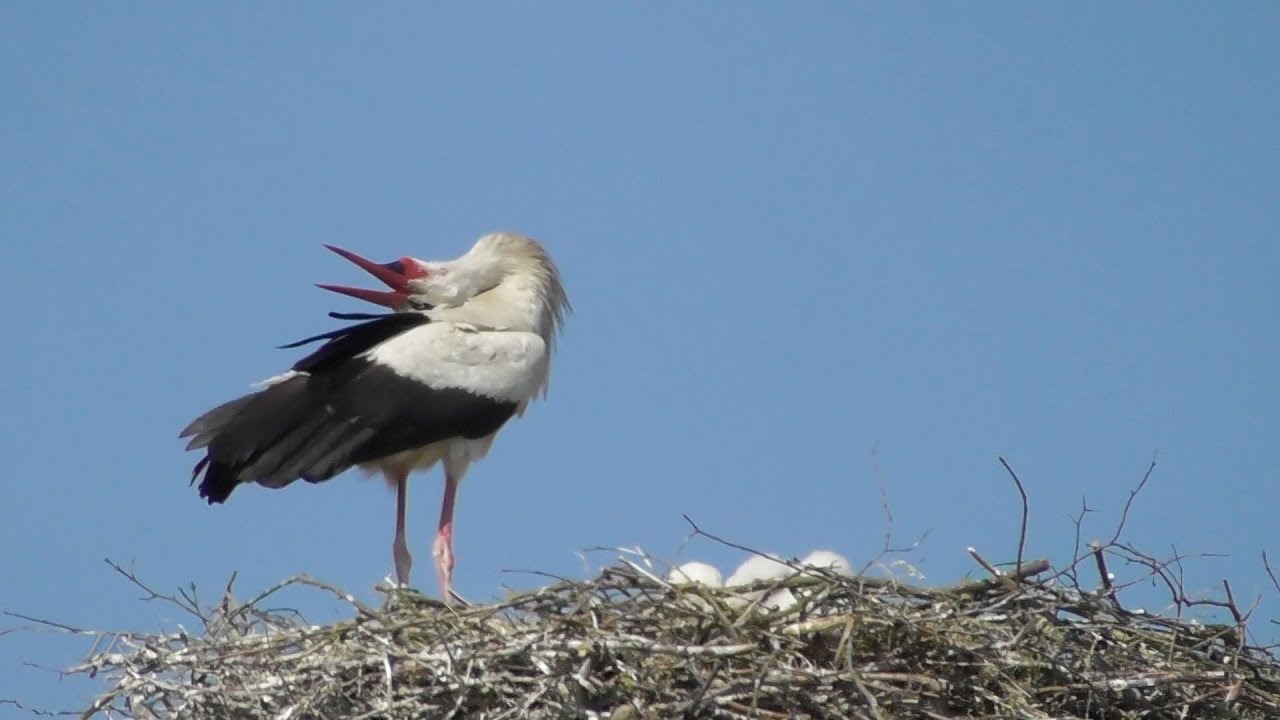 Klapperst&ouml;rche klappern (White storks bill-clattering)