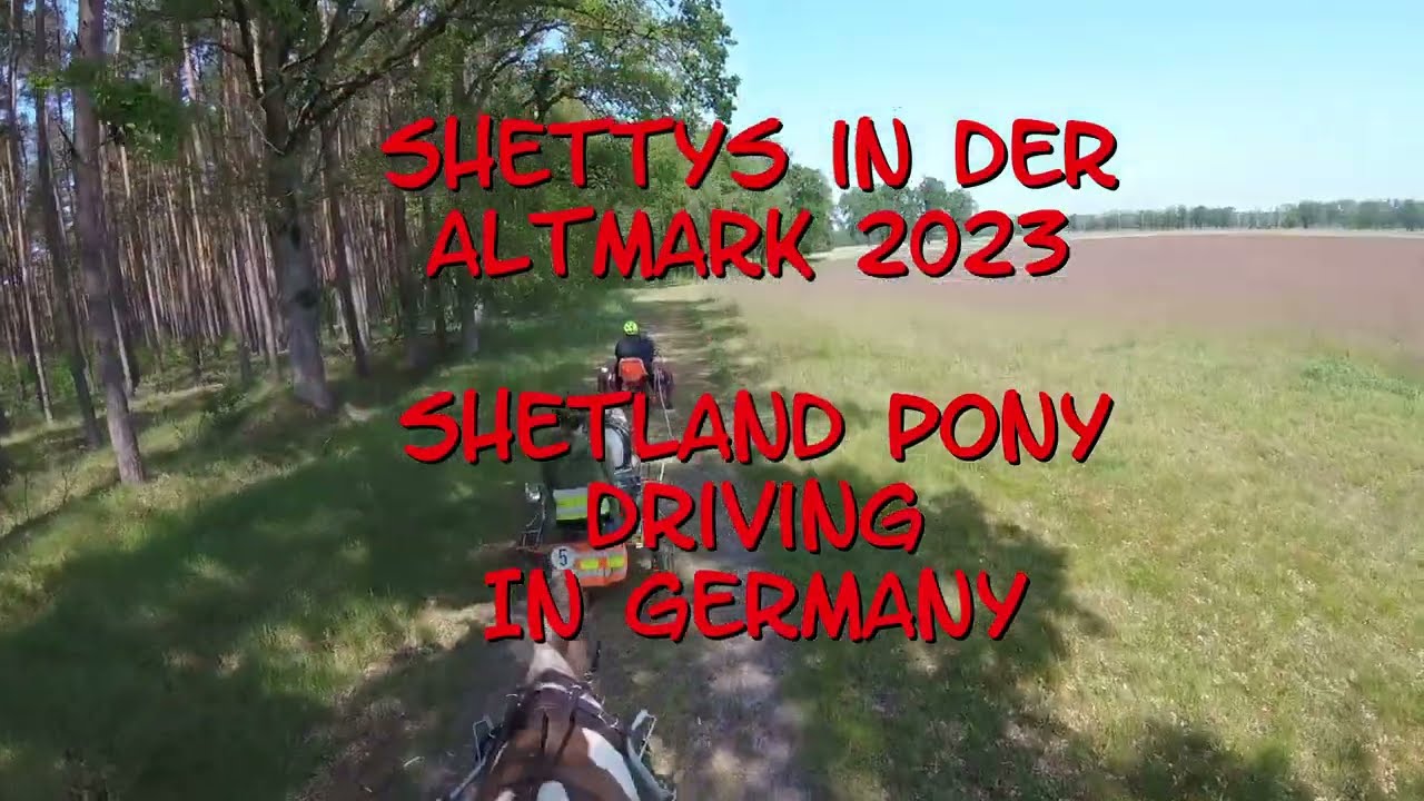 Shetty in der Altmark | Shetland Pony Driving in Germany