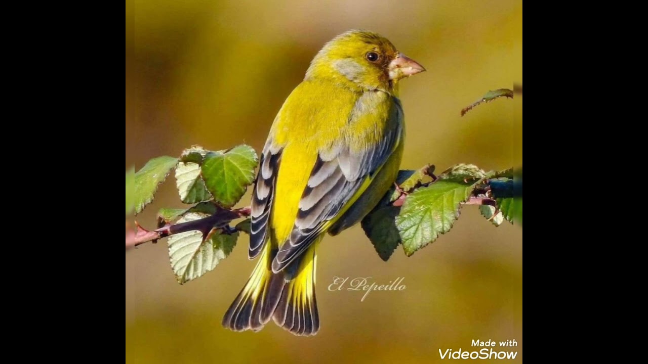 El mejor reclamo de verderón (chloris chloris) el mejor para llamar.
