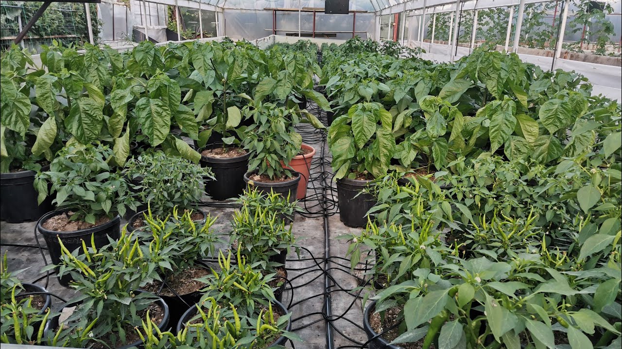 CE PLANTE AM DE VÂNZARE!