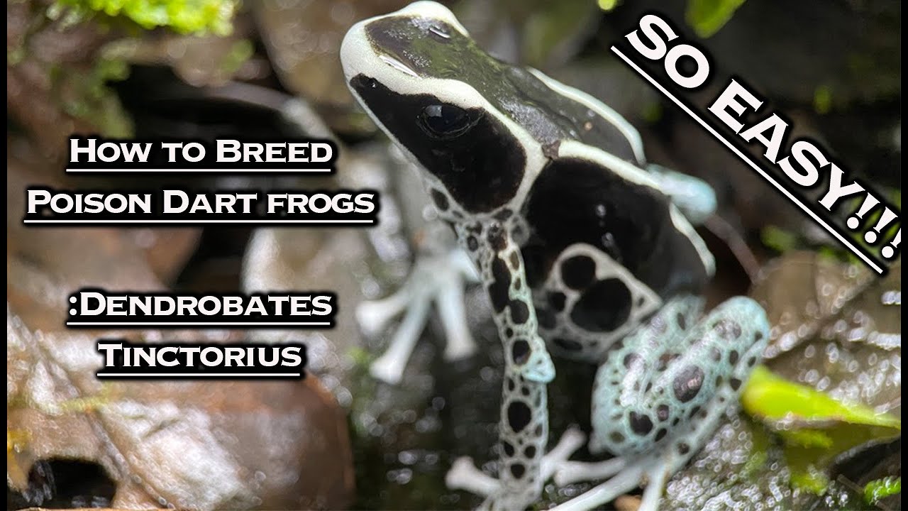 How To Breed Poison Dart Frogs: Dendrobates Tinctorius