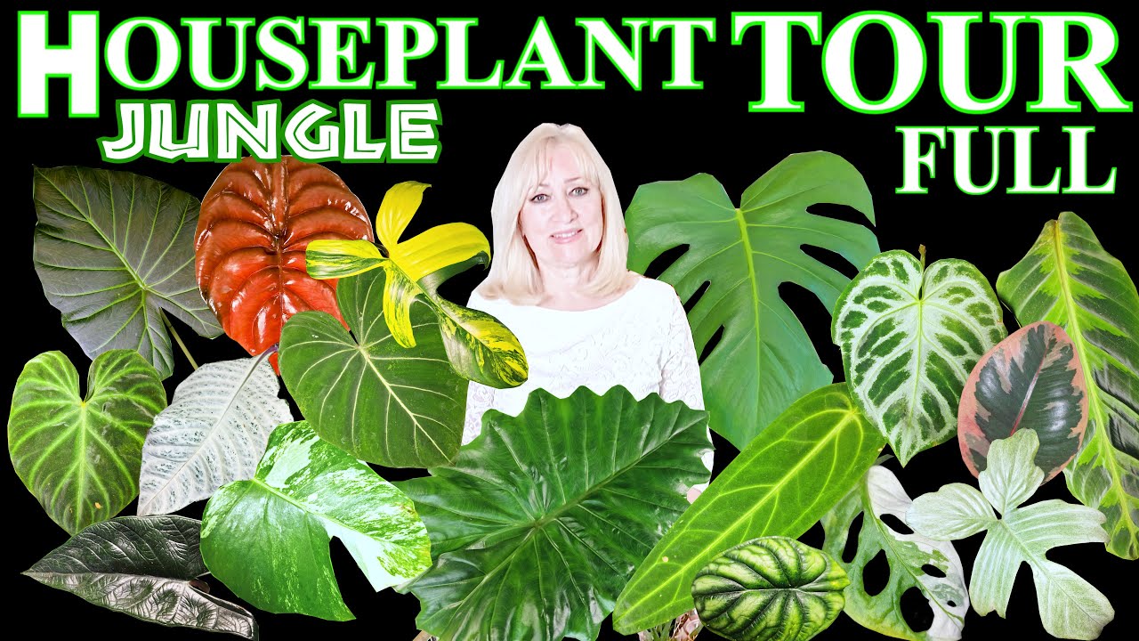 200+ HOUSEPLANT *5* ROOM STYLING TOUR 💛CHIC💛 many VARIETIES RARE & COMMON + Growth, care updates