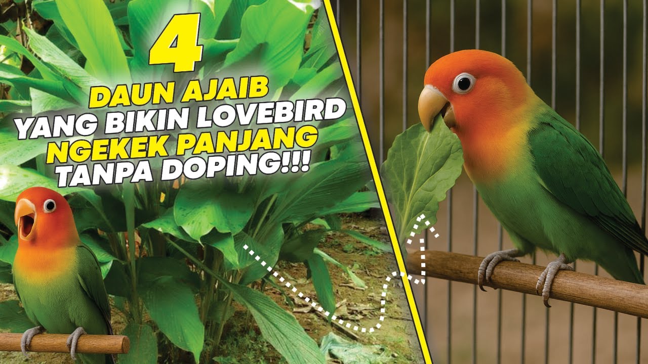 🌿 4 DAUN AJAIB BIKIN LOVEBIRD NGEKEK PANJANG! Stamina Badak Tanpa Doping Kimia – Wajib Coba!