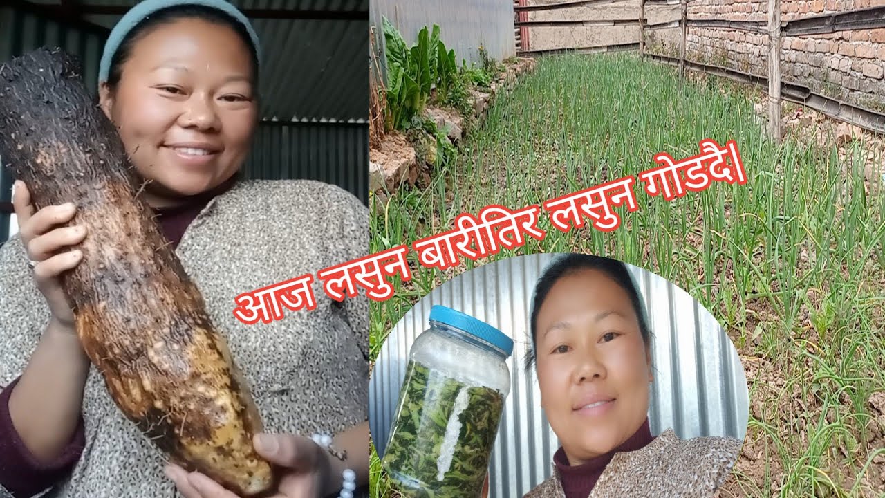 आज लसुन बारीतिर लसुन गोडदै//मुलाको सागको गुन्द्रुक बनाउदै|@shashikalarai3 