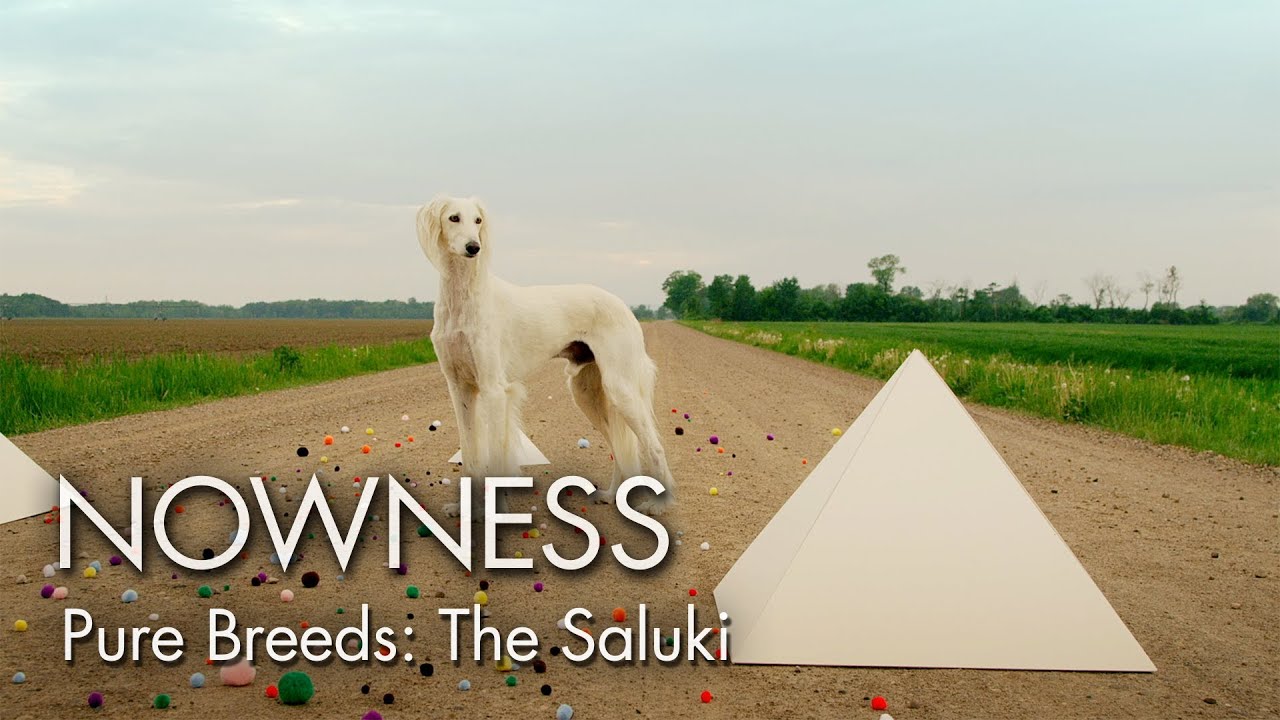 Episode 3: Pure Breeds 