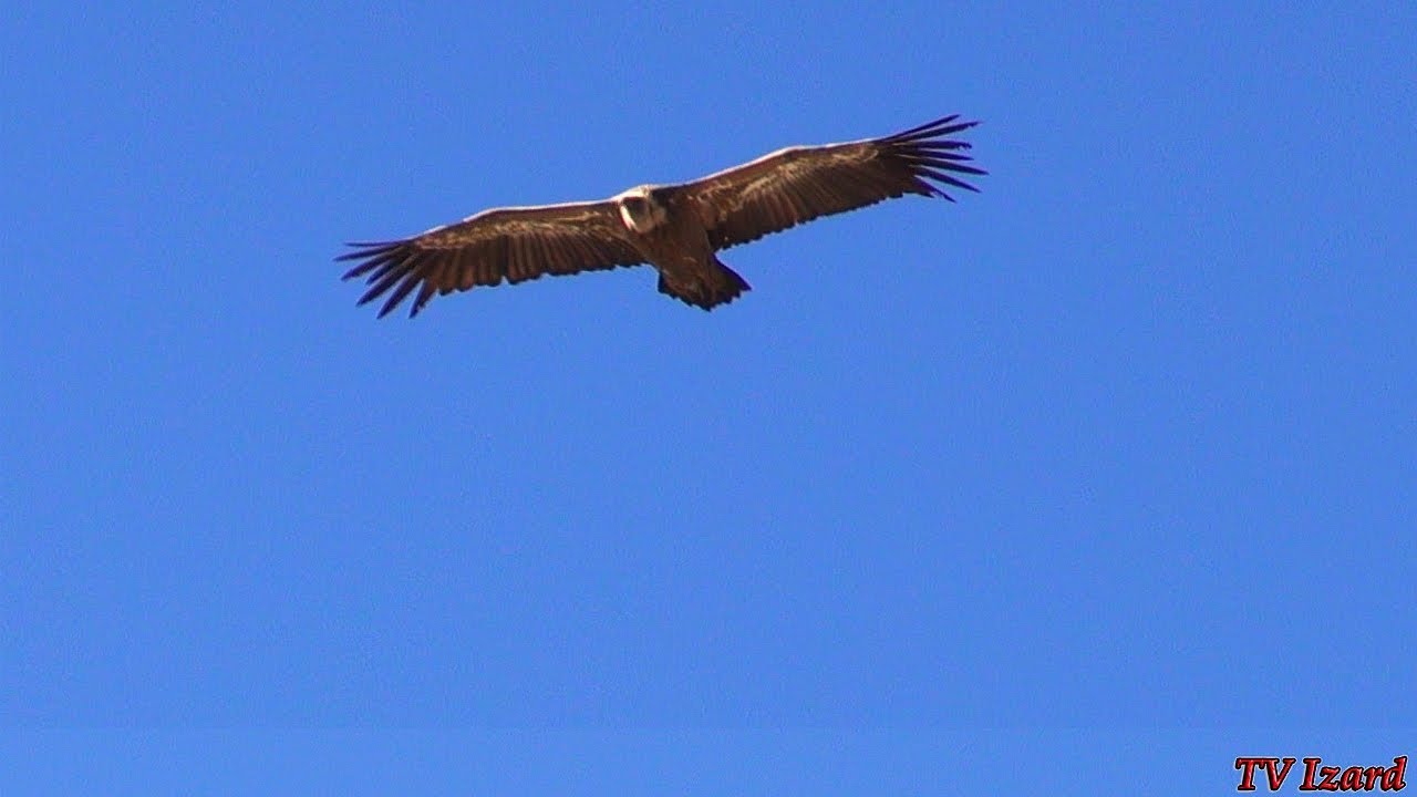 ENVOL DE CHAROGNARDS - Flight Scavengers - Calabasse aux Oiseaux - Vautours Pyrénées - Tv Izard
