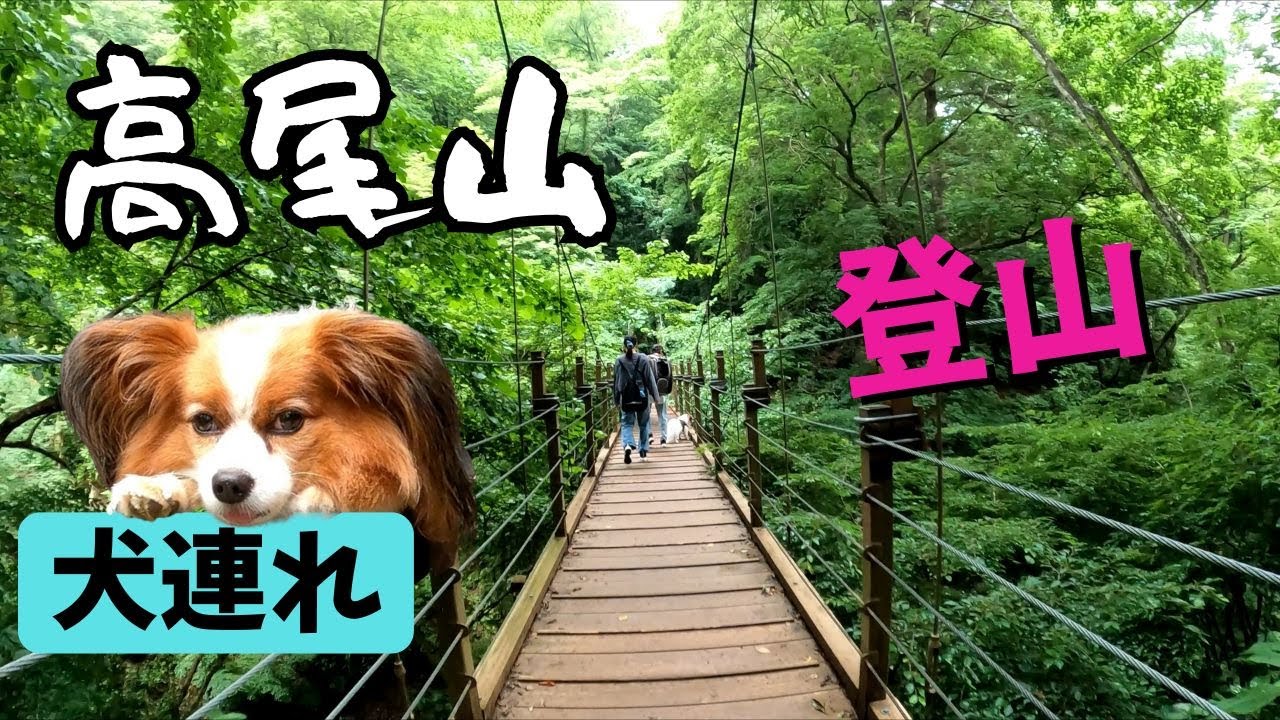 高尾山　登山【犬連れ】パピヨン　吉宗と一緒に登山。おいら、足ガクガク。隣を見たら吉宗もガクガク。