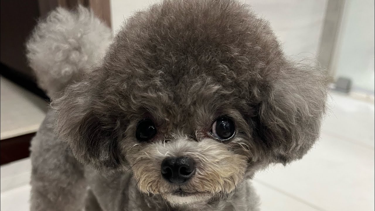 Paul’s Vlog: Sick puppy, FairPrice Korean food at VivoCity, Tiramisu Cheesecake and Prawn Noodle