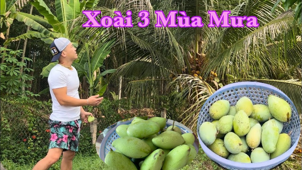 XOÀI Ba Mùa Mưa Vừa Thơm Vừa Ngon Ở Quê Của LuuLinh (6) | LuuLinh TV