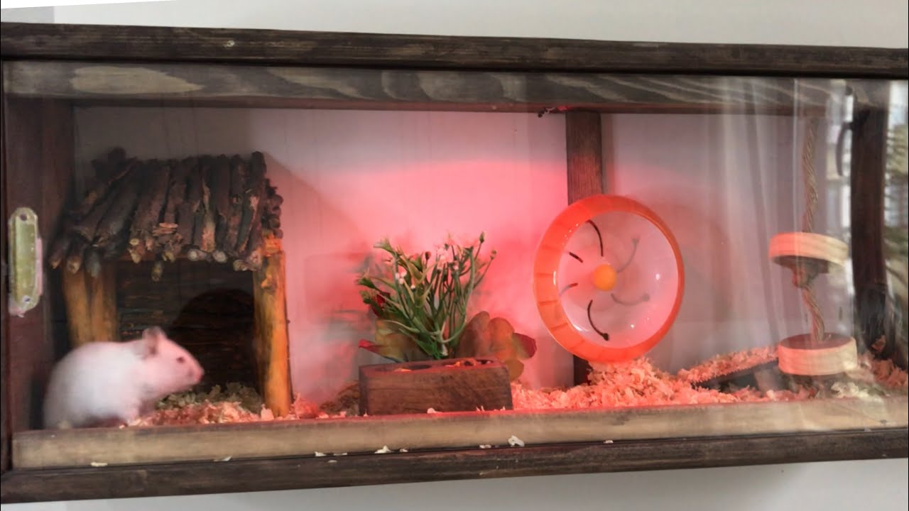 #reklam DIY Build Hamster House | Naturalistic Hamster Cage | Making Hamster House | Hamster Track