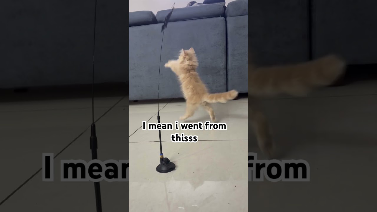 To thisss #cat #foryou #viralshorts  -#shorts  #youtubeshorts  #catshorts #cats #trendingshorts
