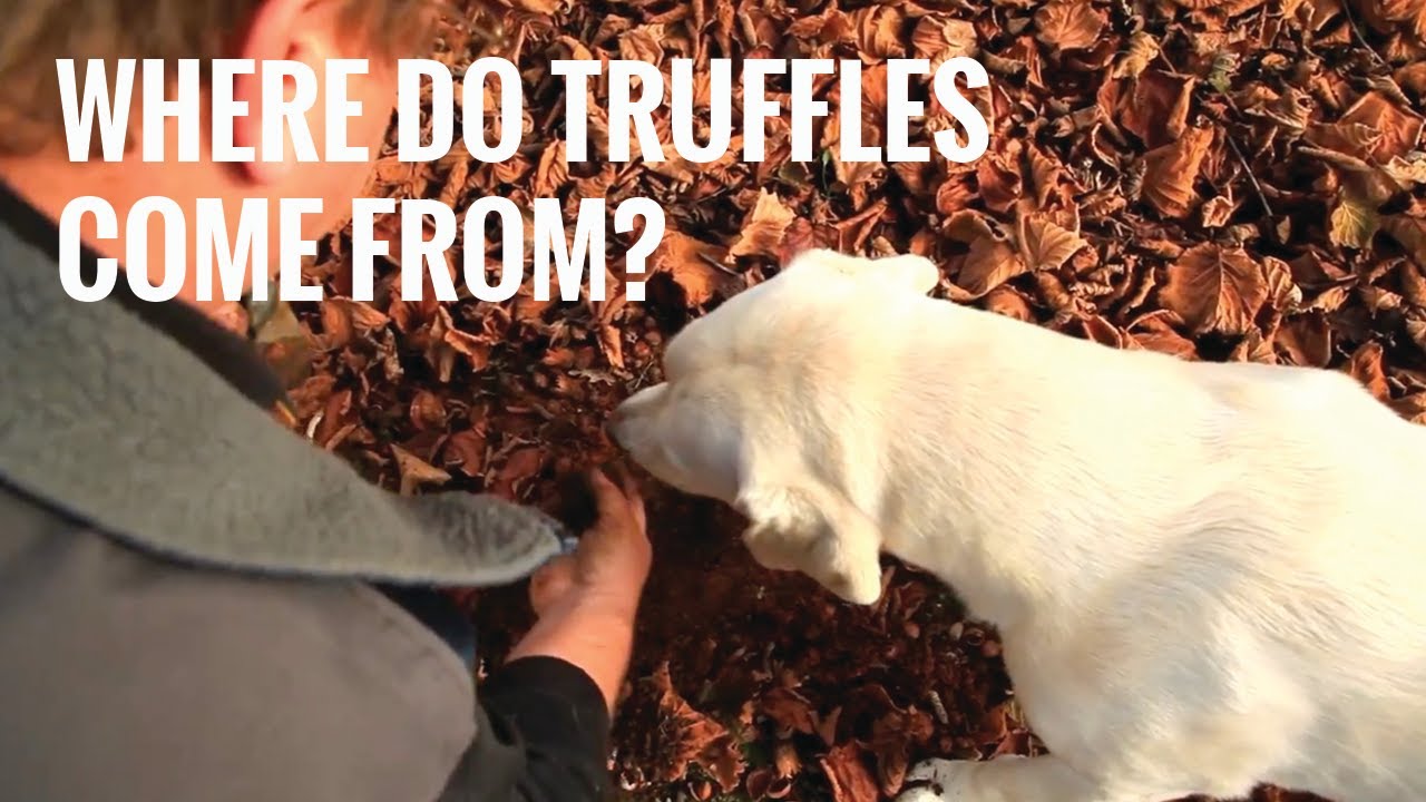 CASE STUDY - TRUFFLES (MANJIMUP WA)