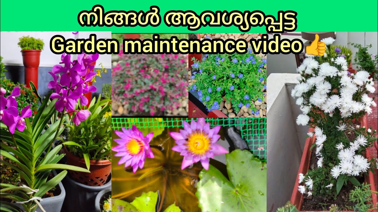 Gardening tips for beginners 🌿  |   Requested video❤️