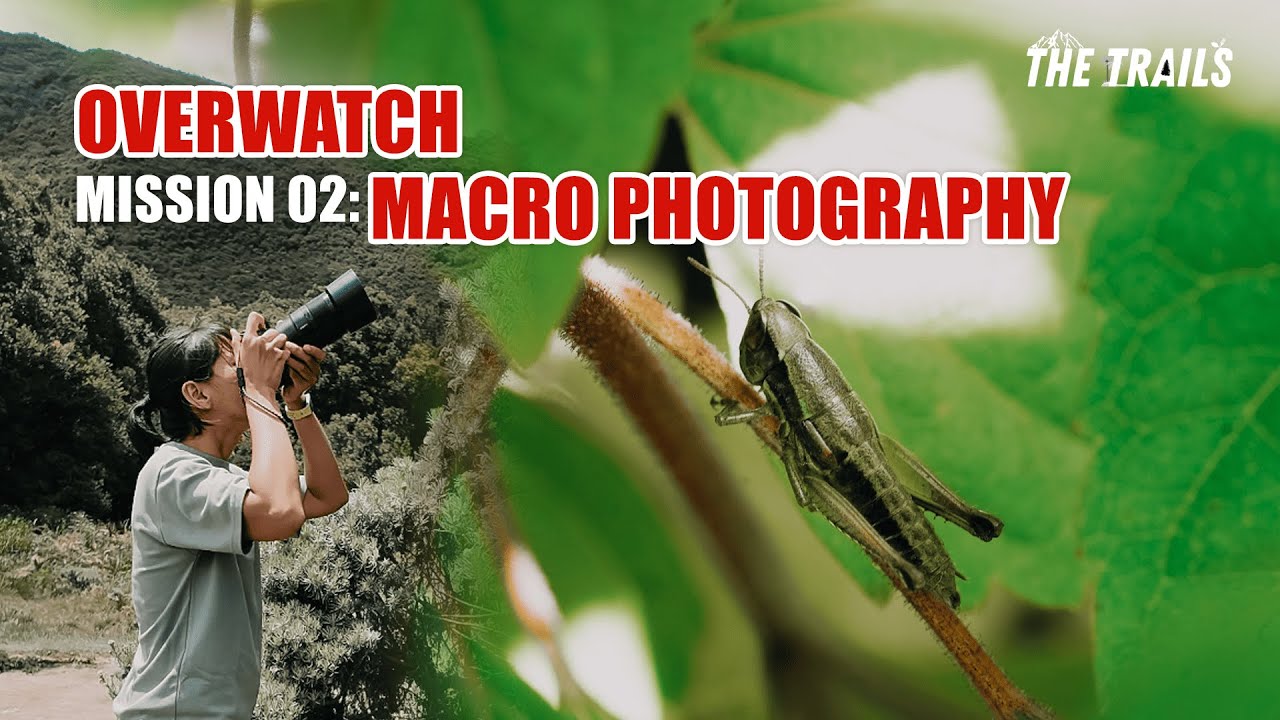 Fotografi Makro di gunung Papandayan. Edelweiss dan Serangga Menjadi Objeknya