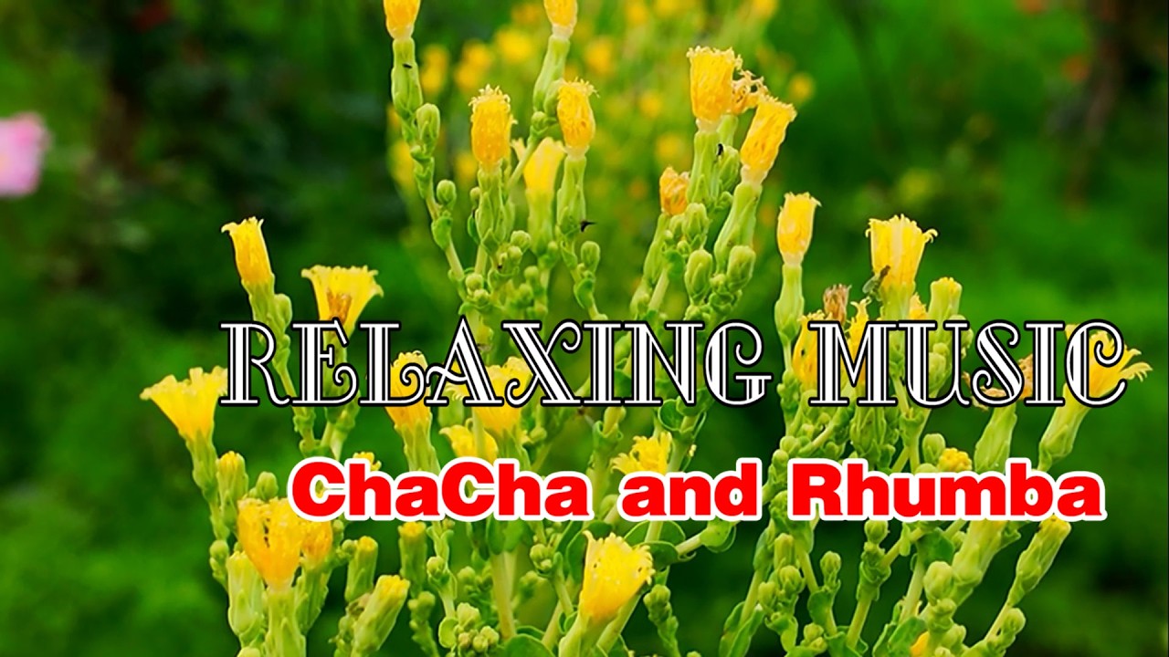 ChaCha and Rhumba melody, New relaxing music helps reduce stress, music beautifies your soul