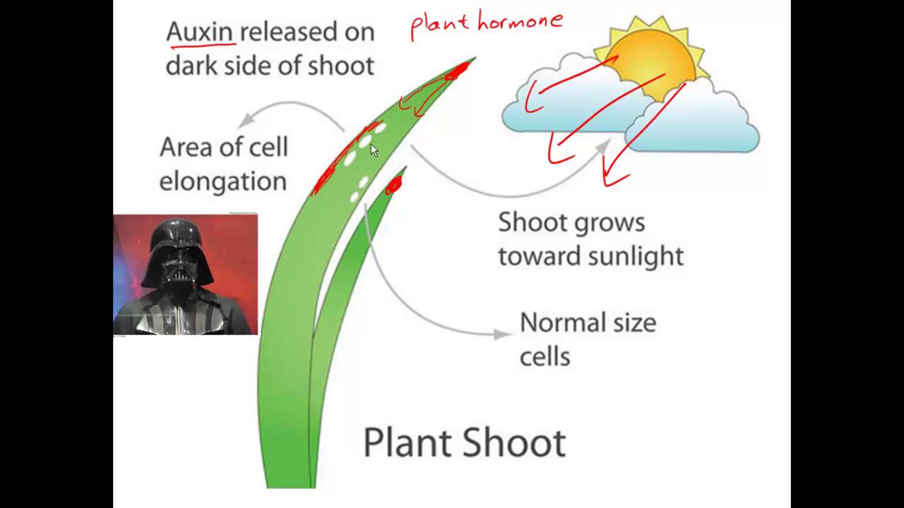 Tropisms for IGCSE Biology