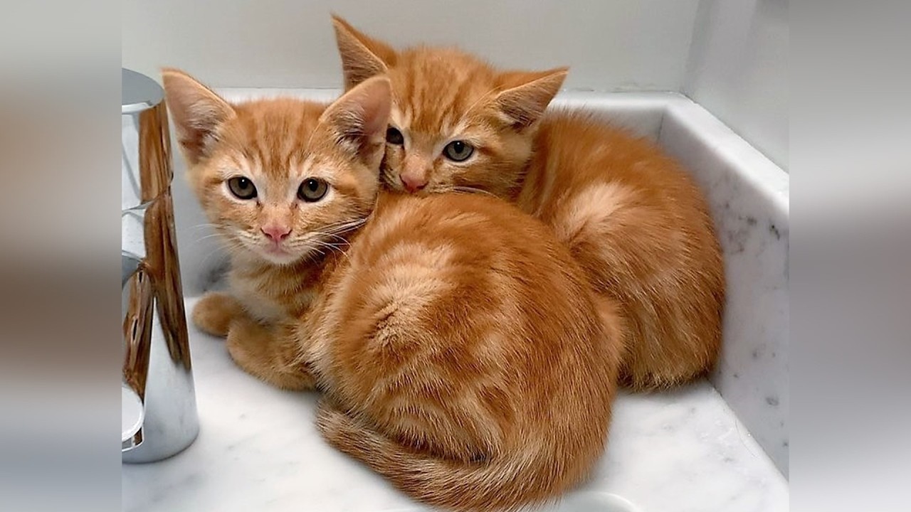 Terrified kittens hid from the human who saved them, until her quiet voice slowly won their trust