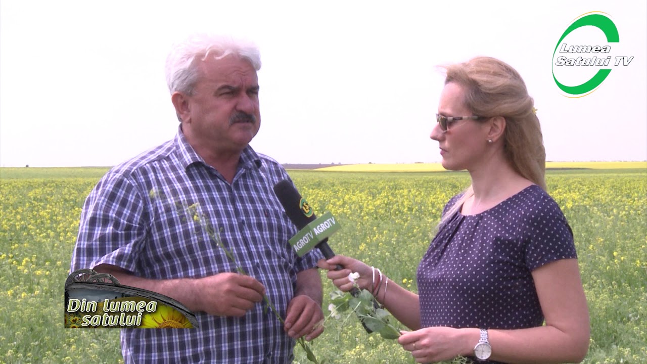 Culturi asociate, dublu profit - camelină, mazăre și rapiță sălbatică pe aceeași suprafață