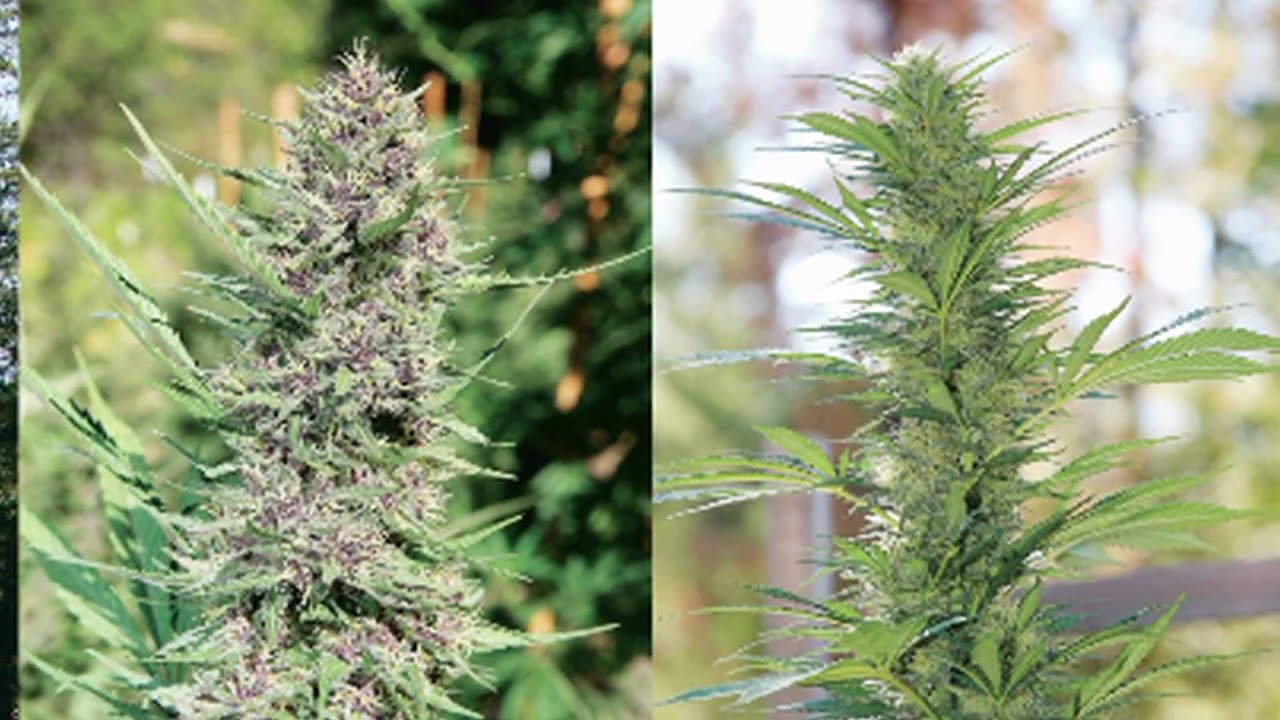 BIG YIELDS IN SMALL SPACES / NEW WEST COAST CANNABIS CUP