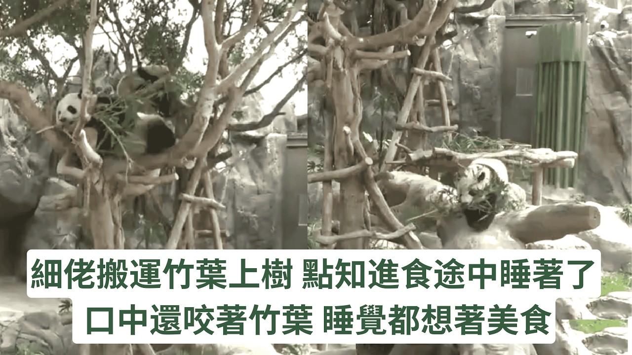 細佬晚上做了什麼? 早上在樹上進食途中竟睡著了 口中還咬著竹葉  太搞笑 #panda #cutepanda #熊貓 #香港