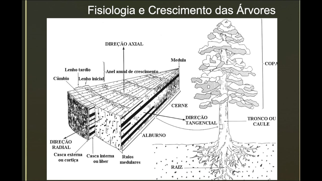 Origem das Madeiras e como sua fisiologia e crescimento podem impactar no produto final.