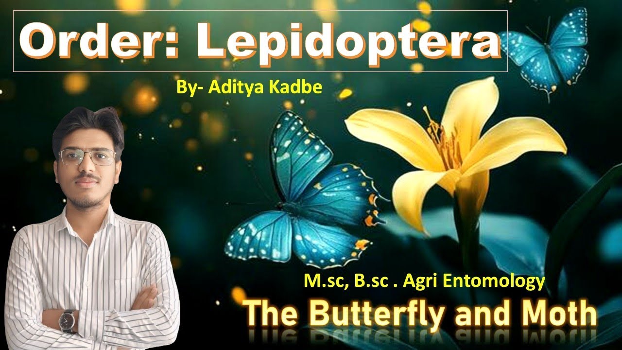 The Butterfly and Moth , Order- Lepidotera, Characteristics and Classification. By Aditya Kadbe 