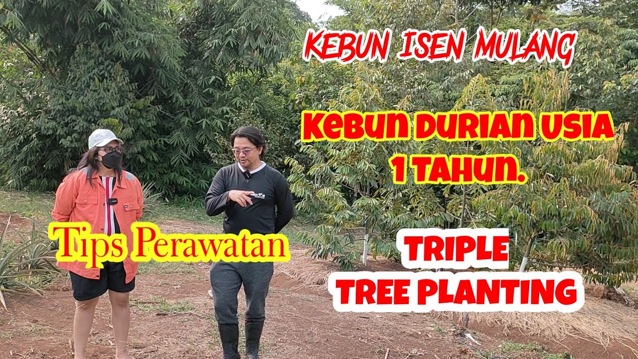 Kebun Durian Isen Mulang: Kebun Durian Usia 1 Tahun. Sistem Triple Tree Planting. Tips Perawatan.