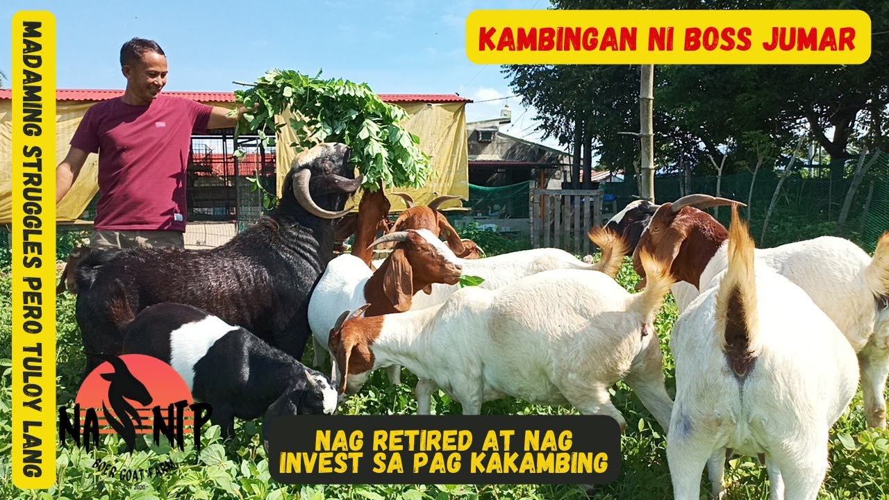 PAGBISITA SA KAMBINGAN NI BOSS JUMAR COLADA ALARCA NG NASNIP BOER GOAT FARM/GOAT FARMING PHILIPPINES