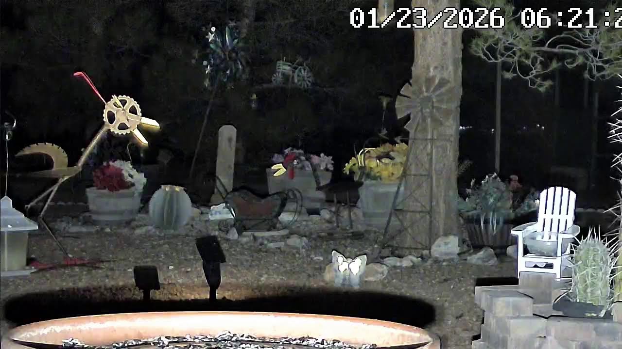 MOJAVE DESERT:LIVE:) LOTS OF BIRDS AND SQUIRRELS:) NATURE SHOW #mojavedesert#nature#squirrels#birds