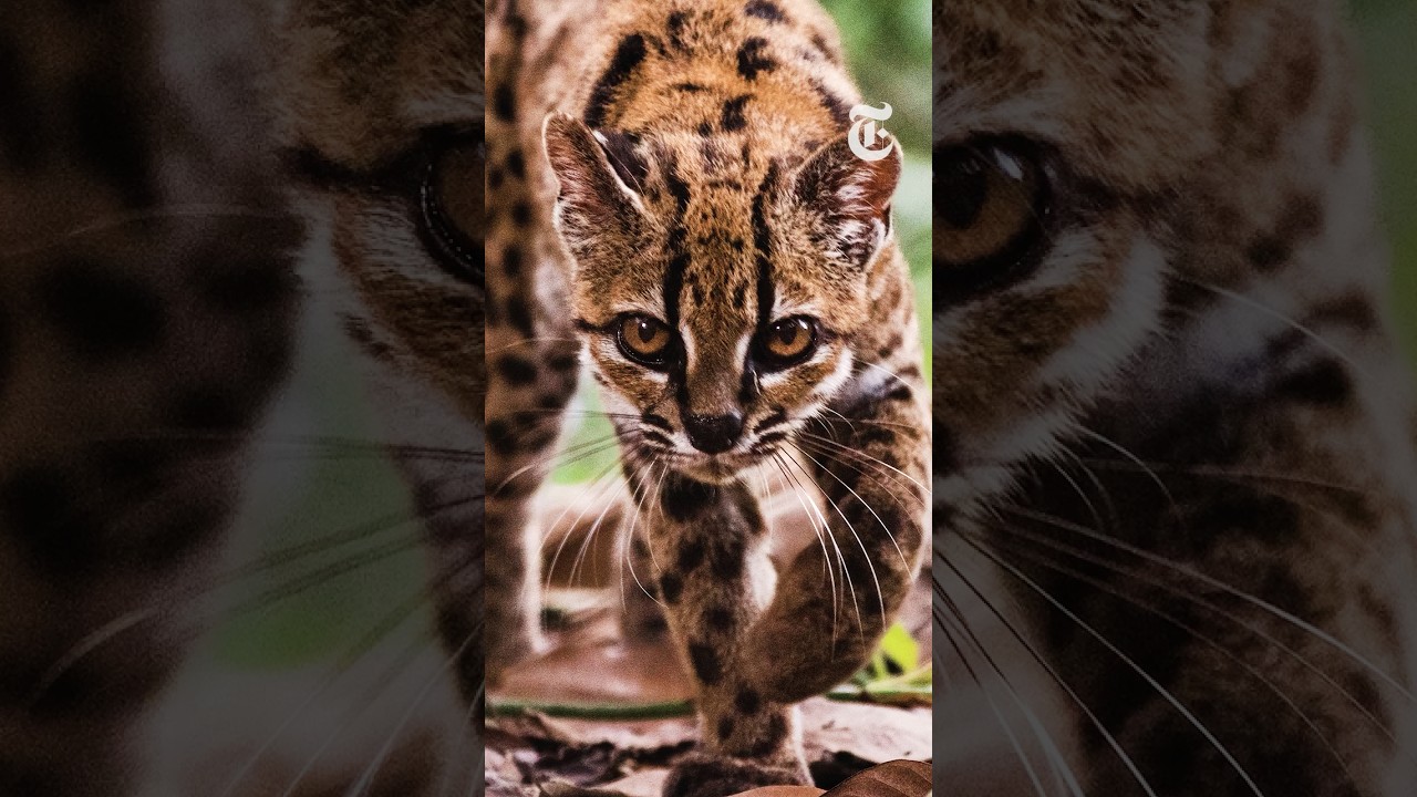 First New Cat Species Discovered in a Century