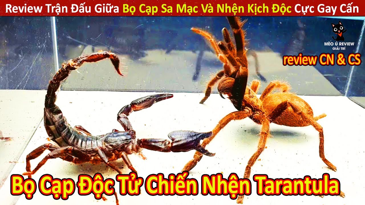 Review Trận Chiến Giữa Bọ Cạp Sa Mạc Và Nhện Kịch Độc Cực Gay Cấn || Review Giải Trí Đời Sống
