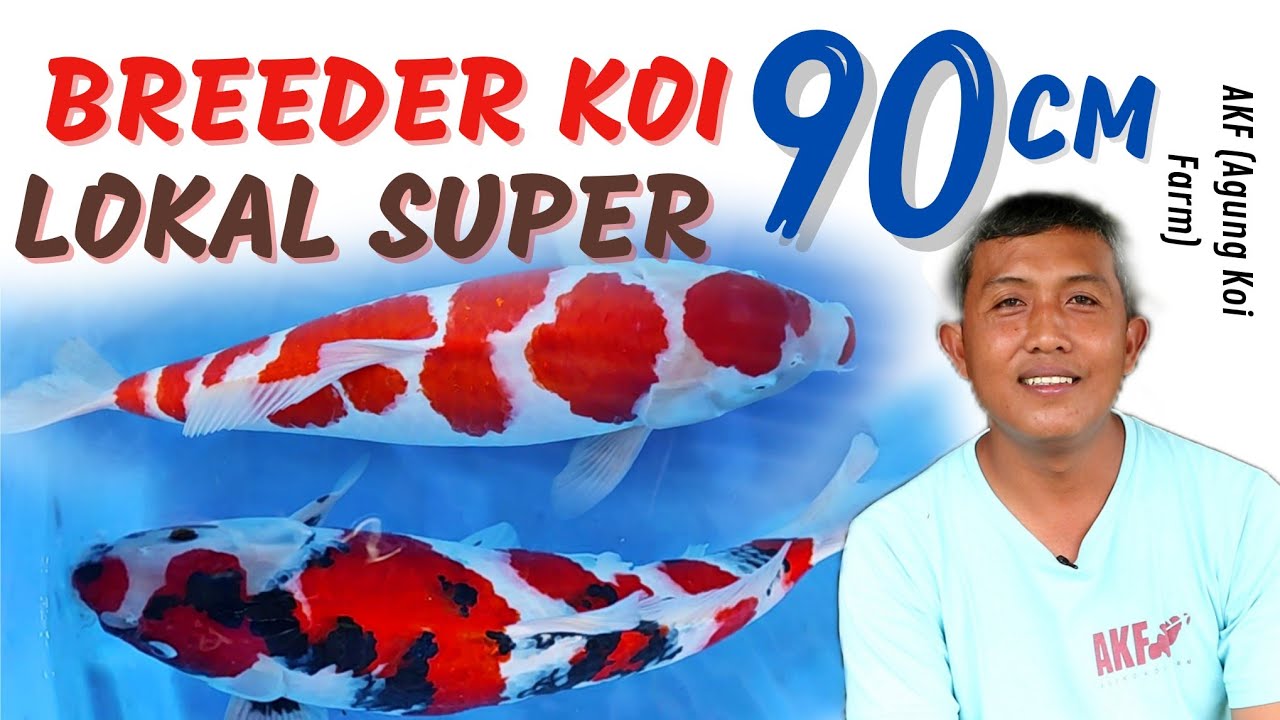 BONGKAR RAHASIA AGUNG KOI FARM (AKF)❗ KOI LOKAL KUALITAS IMPORT