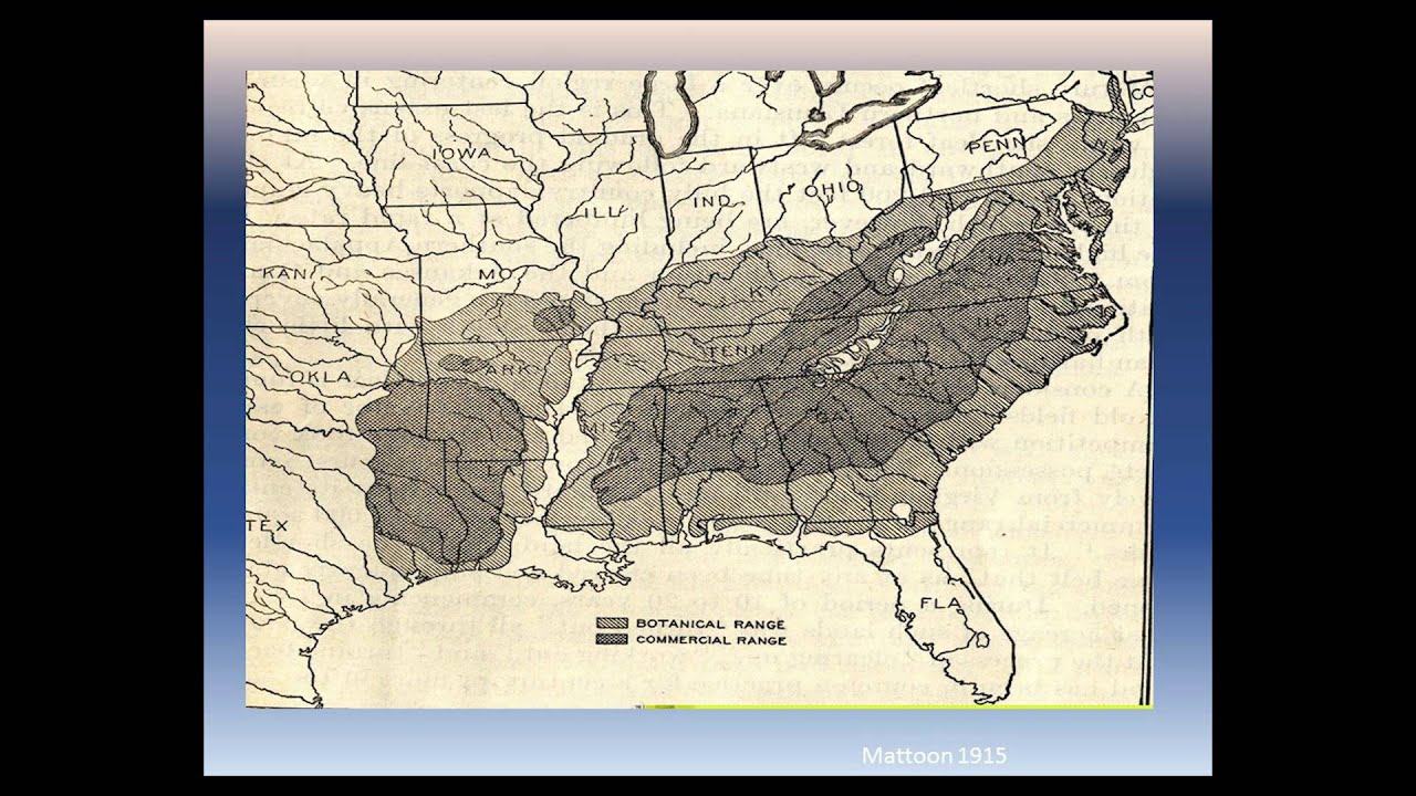 Where We Are Now: Successes and Challenges to Restoring Shortleaf Pine in North Carolina